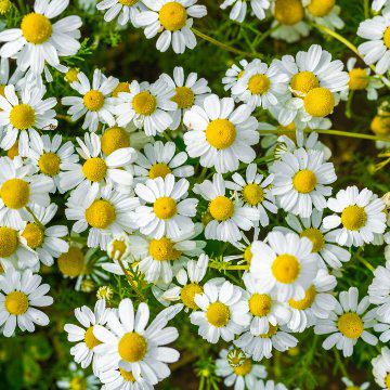[[Botanical]] 植物の恵みをそのままに